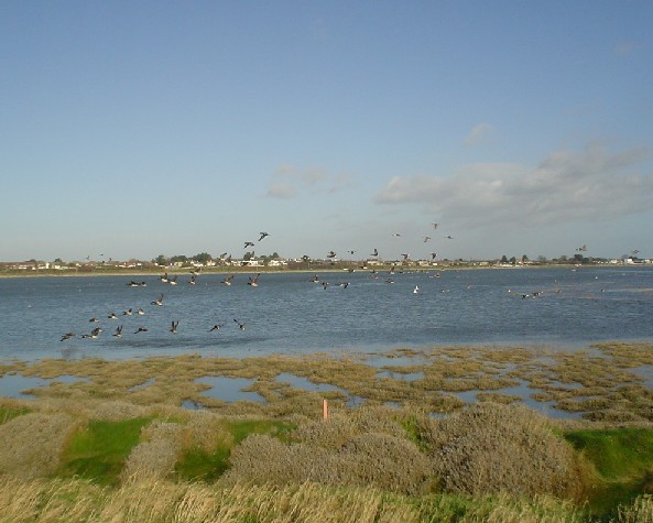 Brent Geese in Flight over the Bull Island